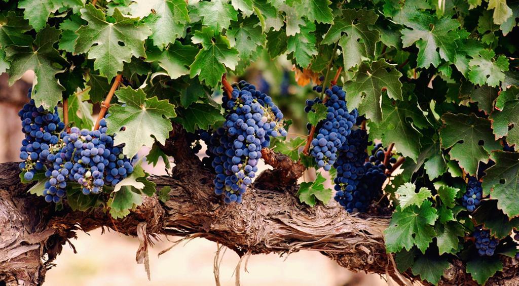 Agriturismo Le Vigne Foligno Extérieur photo